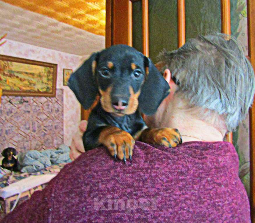 Собаки в Подольске: Щенок таксы стандартной Мальчик, 38 000 руб. - фото 3