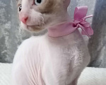 Кошки в Санкт-Петербурге: Котята корниш-рекс Девочка, 5 000 руб. - фото 1
