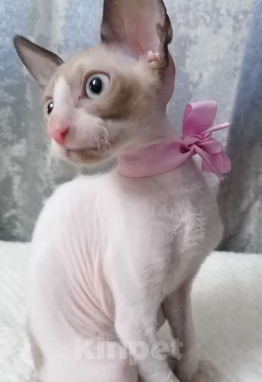 Кошки в Санкт-Петербурге: Котята корниш-рекс Девочка, 5 000 руб. - фото 1
