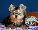 Собаки в Москве: Мальчик Йорк от чемпионов. Мальчик, 70 000 руб. - фото 2