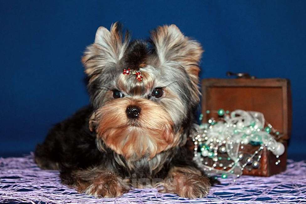 Собаки в Москве: Мальчик Йорк от чемпионов. Мальчик, 70 000 руб. - фото 2