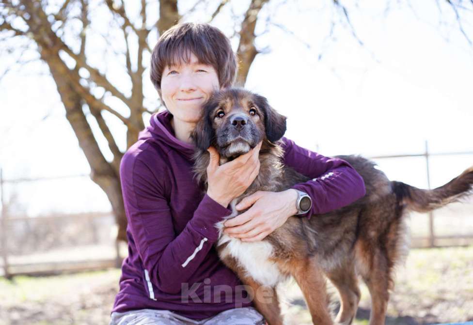 Собаки в Москве: Метис спаниеля Девочка, Бесплатно - фото 8