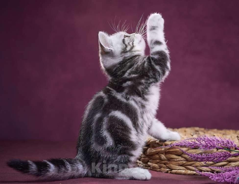 Кошки в Барнауле: Котик-страйт Тамерлан💚 Мальчик, Бесплатно - фото 10