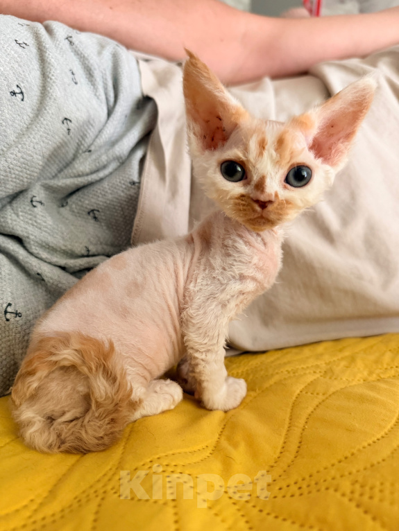 Кошки в Томске: Кошечка девонрекс Девочка, 65 000 руб. - фото 9