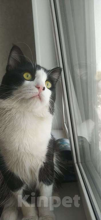 Кошки в Челябинске: Котёнок в добрые руки Мальчик, Бесплатно - фото 5