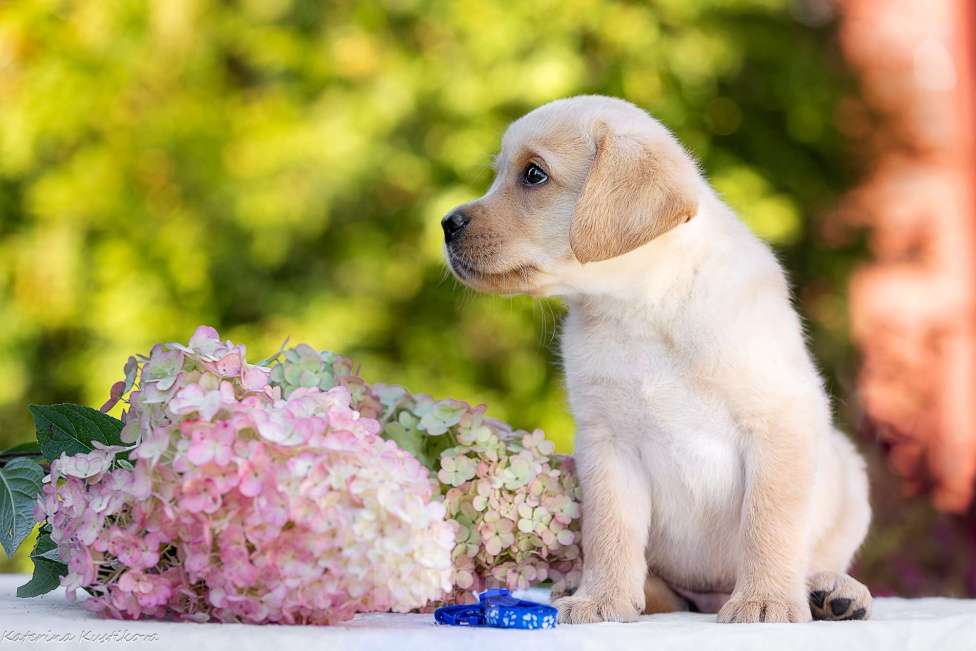 Собаки в Москве: Палевый щенок лабрадора  Мальчик, 100 000 руб. - фото 6