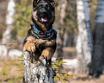 Собаки в других городах Московской области: Собаки щенки немецкой овчарки рабочего разведения Девочка, 80 000 руб. - фото 7