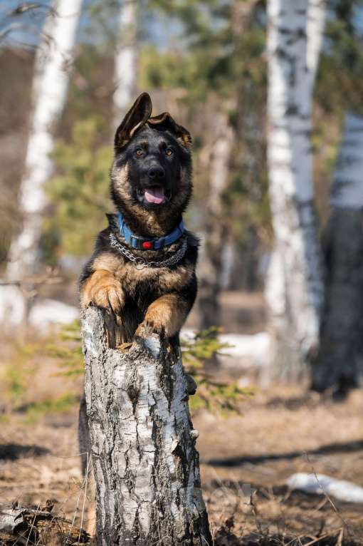 Собаки в других городах Московской области: Собаки щенки немецкой овчарки рабочего разведения Девочка, 80 000 руб. - фото 7