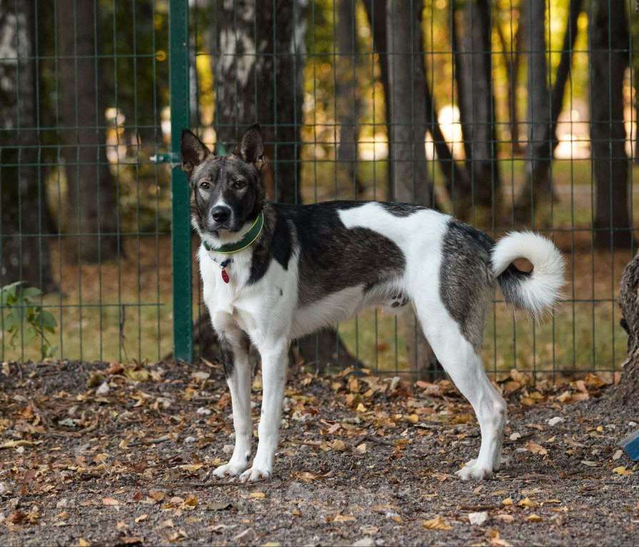 Собаки в Москве: Пристраивается собака в хорошие руки  Мальчик, Бесплатно - фото 2