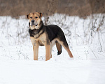 Собаки в Москве: Самый добрый щенок тоскует в приюте Мальчик, Бесплатно - фото 2