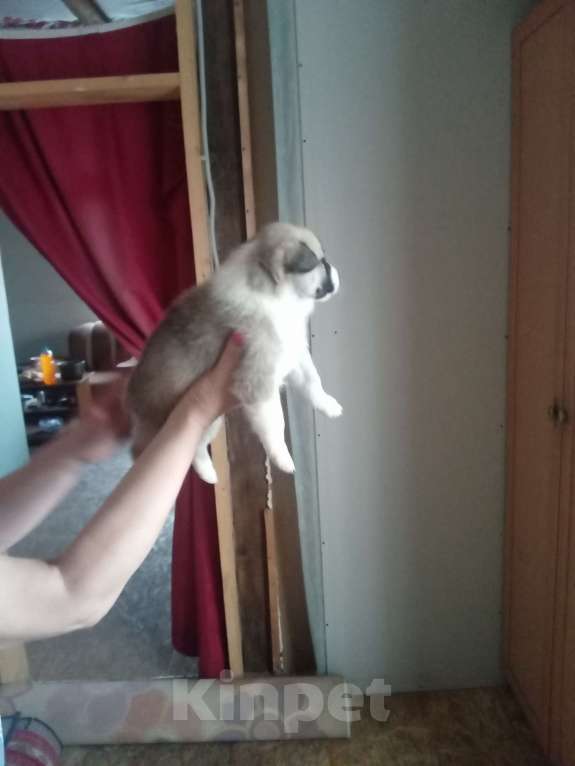 Собаки в Новосибирске: Девочка Анфиса Девочка, 1 000 руб. - фото 3