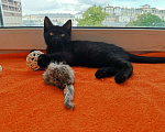 Кошки в Москве: Нежный малыш в нежные руки Мальчик, 1 руб. - фото 1
