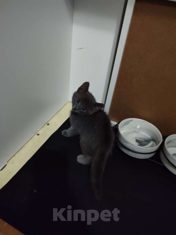 Кошки в Кировске: Котëнок 1 месяц Девочка, Бесплатно - фото 1