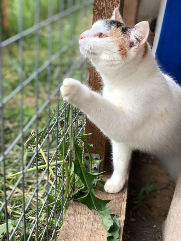 Кошки в Дмитрове: Кошечка с "чёлкой" ищет дом Девочка, Бесплатно - фото 4
