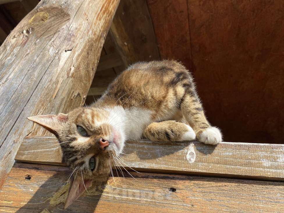 Кошки в Москве: Кошка , почти бенгал) Девочка, Бесплатно - фото 4