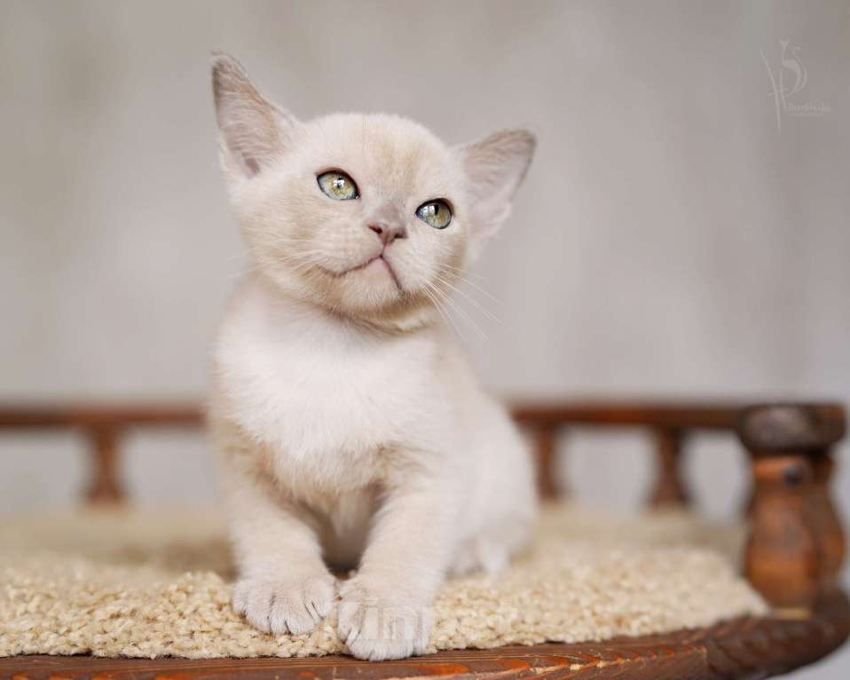 Кошки в Москве: Европейская Бурма лиловый Мальчик Мальчик, 85 000 руб. - фото 5