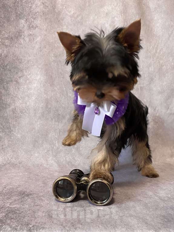 Собаки в Москве: Йоркширский терьер мальчик Мальчик, Бесплатно - фото 2