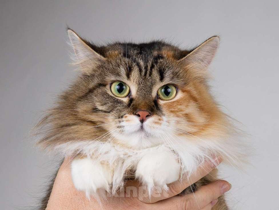 Кошки в Москве: Сибирячка Сандра в добрые руки Девочка, 1 руб. - фото 1