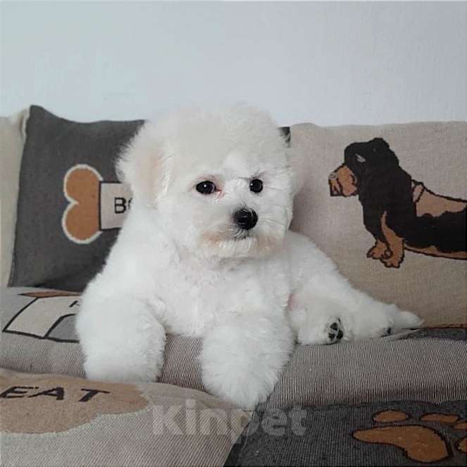 Собаки в Москве: Бишон фризе мальчик Мальчик, 100 000 руб. - фото 2