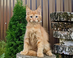 Кошки в Мытищах: Котята Мейн-кун Мальчики Мальчик, 40 000 руб. - фото 5