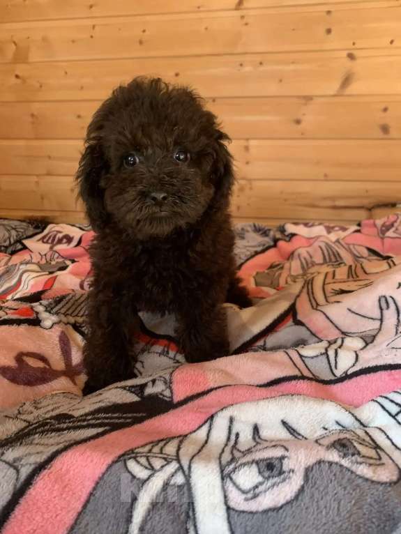 Собаки в Темрюке: Девочки и мальчики Девочка, 30 000 руб. - фото 8