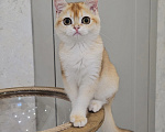Кошки в Казани: Шотландский прямоухий котенок Девочка, 35 000 руб. - фото 1