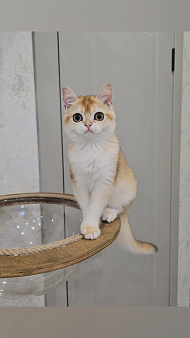 Шотландский прямоухий котенок