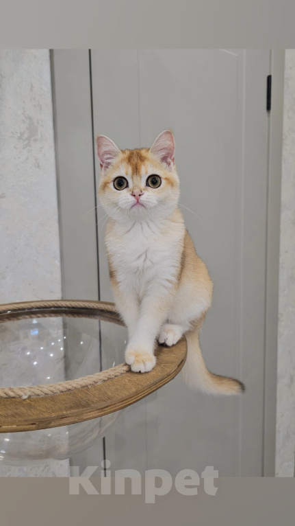 Кошки в Казани: Шотландский прямоухий котенок Девочка, 35 000 руб. - фото 1