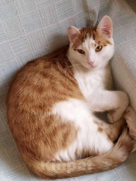 Кошки в Санкт-Петербурге: Молодой котейка Яша в добрые руки Мальчик, Бесплатно - фото 10