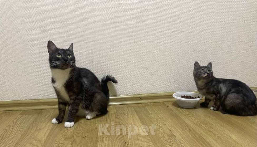 Кошки в Москве: Ласковые кошечки — мама и дочка ищут дом Девочка, Бесплатно - фото 3
