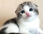 Кошки в Нижнем Новгороде: Круглый кот  Мальчик, 20 000 руб. - фото 3
