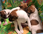 Собаки в Ореховом-Зуево: Щенки  Мальчик, 5 000 руб. - фото 3