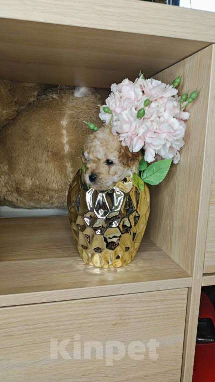 Собаки в Москве: Мальтипу мальчик  Мальчик, 69 999 руб. - фото 3