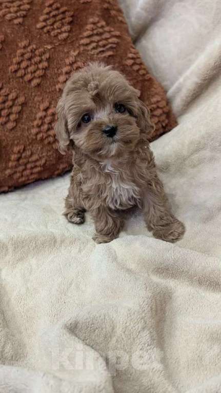 Собаки в других городах Московской области: Собаки Девочка, Бесплатно - фото 3