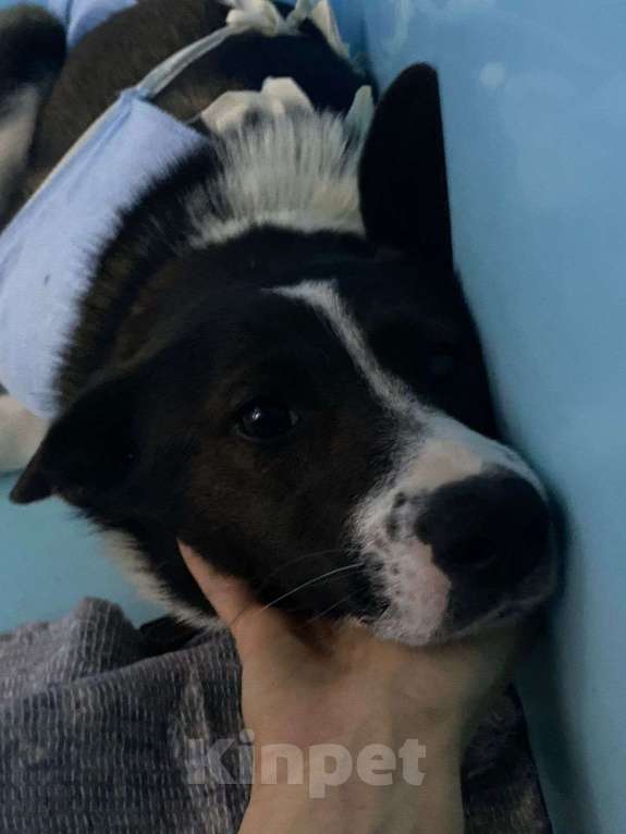 Собаки в Москве: Завтра будет поздно. Щенка увозят на выпуск на улицу Девочка, Бесплатно - фото 3