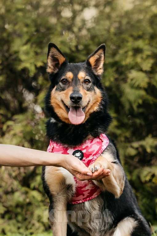 Собаки в Москве: Небольшая идеальная добро-собака Дороти в добрые руки Девочка, 1 руб. - фото 8