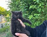 Кошки в Воронеже: котята ищут дом Мальчик, 10 руб. - фото 2