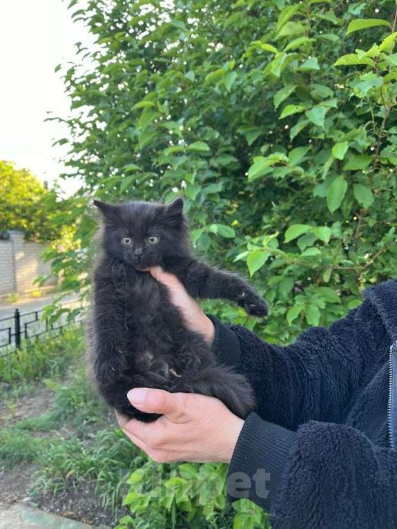Кошки в Воронеже: котята ищут дом Мальчик, 10 руб. - фото 2