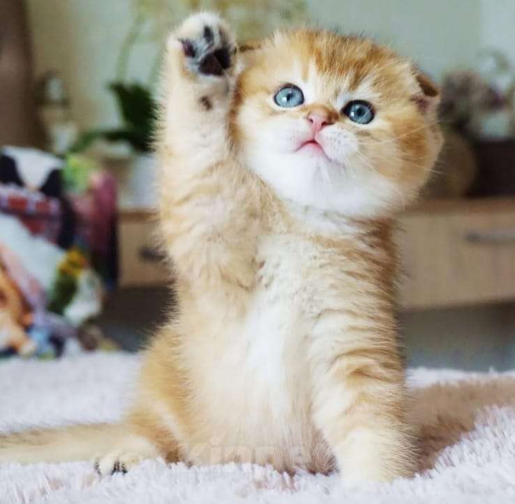 Кошки в Москве: Шотландские котята Мальчик, 35 000 руб. - фото 3