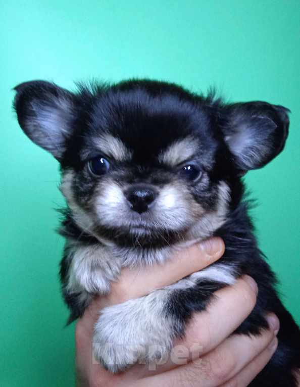 Собаки в Санкт-Петербурге: Щенок чихуахуа, длинношерстная девочка нарядного окраса Девочка, 60 000 руб. - фото 1
