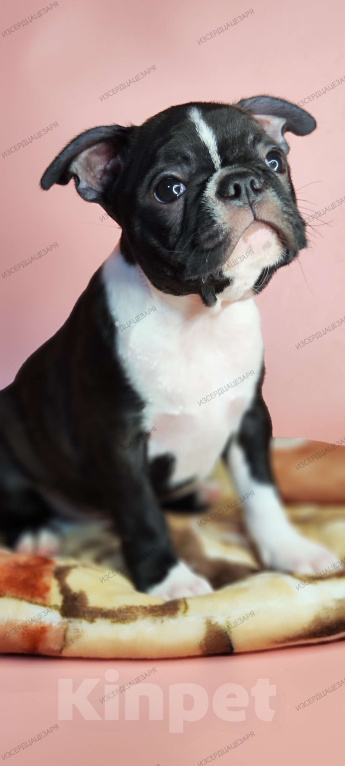 Собаки в Хотьково: Бостон терьер девочка Девочка, 65 000 руб. - фото 2