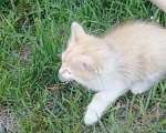 Кошки в Минусинске: Котята Мальчик, 1 руб. - фото 4