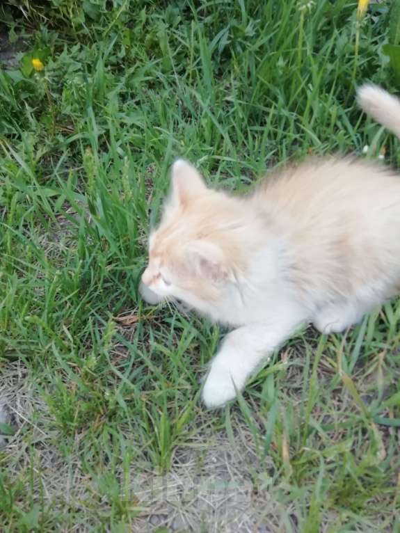 Кошки в Минусинске: Котята Мальчик, 1 руб. - фото 4