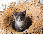 Кошки в Санкт-Петербурге: Котенок Мальчик, Бесплатно - фото 2