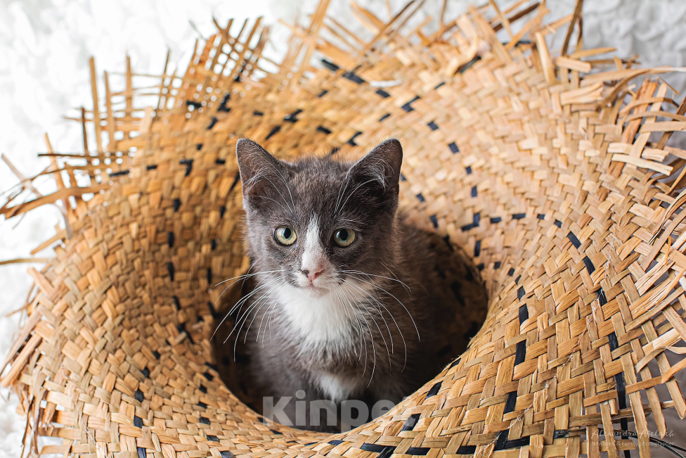 Кошки в Санкт-Петербурге: Котенок Мальчик, Бесплатно - фото 2