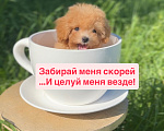Собаки в Москве: Мальтипу Микро с Кукольной 😍 Baby-face Девочка, 230 000 руб. - фото 1