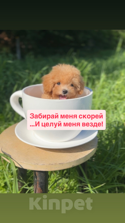 Собаки в Москве: Мальтипу Микро с Кукольной 😍 Baby-face Девочка, 230 000 руб. - фото 1