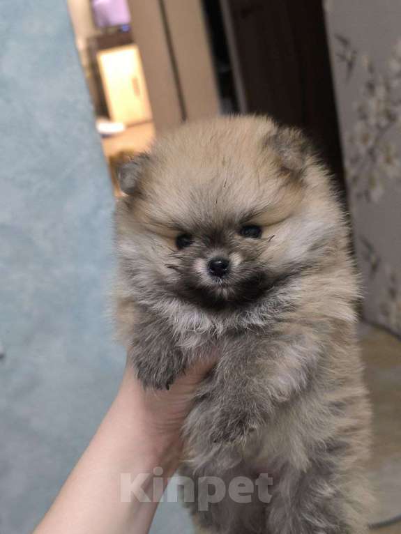 Собаки в Ростове-на-Дону: Щенки померанского шпица Мальчик, 35 000 руб. - фото 2