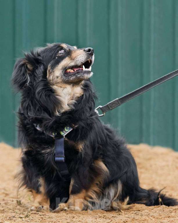 Собаки в других городах Московской области: Добрейший маленький Харви ищет дом Мальчик, Бесплатно - фото 5