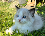 Кошки в Люберцах: Продажа котят породы Регдолл Девочка, 60 000 руб. - фото 5